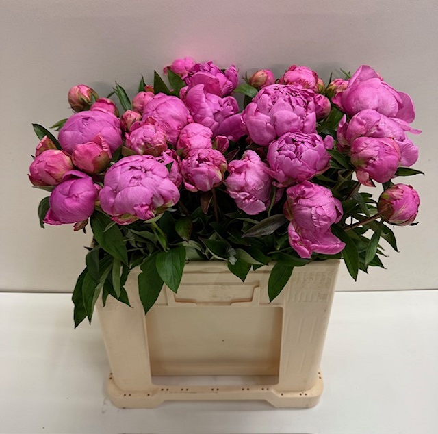 Paeonia dr alexander fleming.jpg